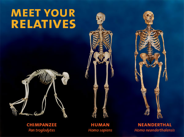 Image of homo sapien, neanderthal and chimpanzee skeletons from the American Museum of Natural History.