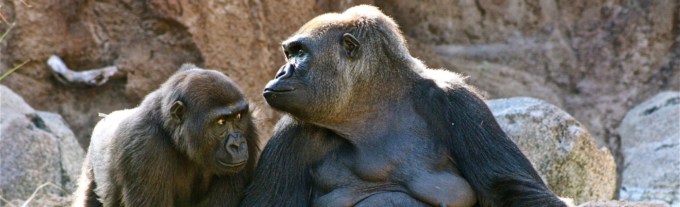 Photo of a Silverback gorilla mother and baby, taken by Natalia Reagan.
