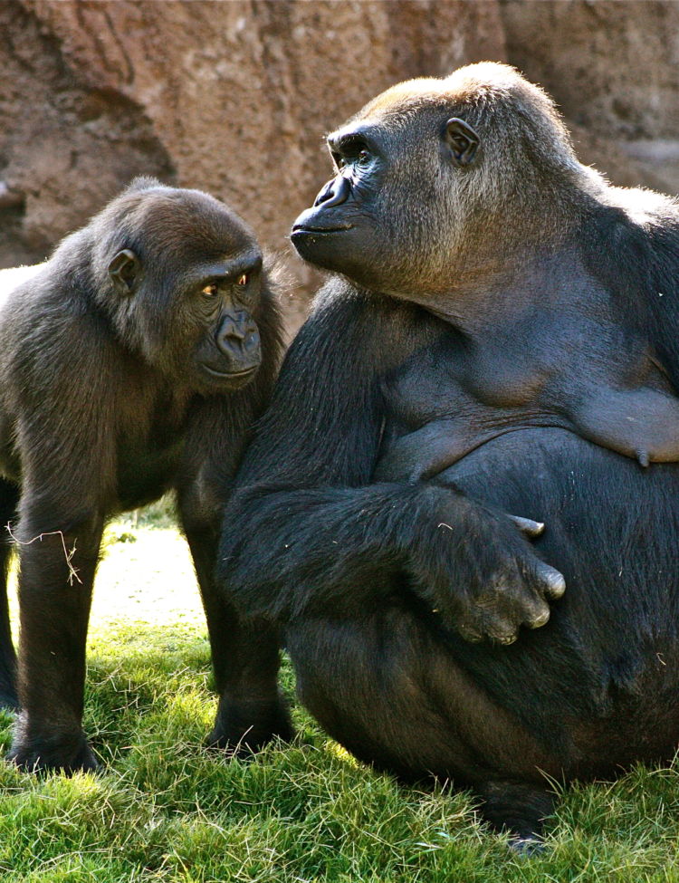 Photo of a Silverback gorilla mother and baby, taken by Natalia Reagan.