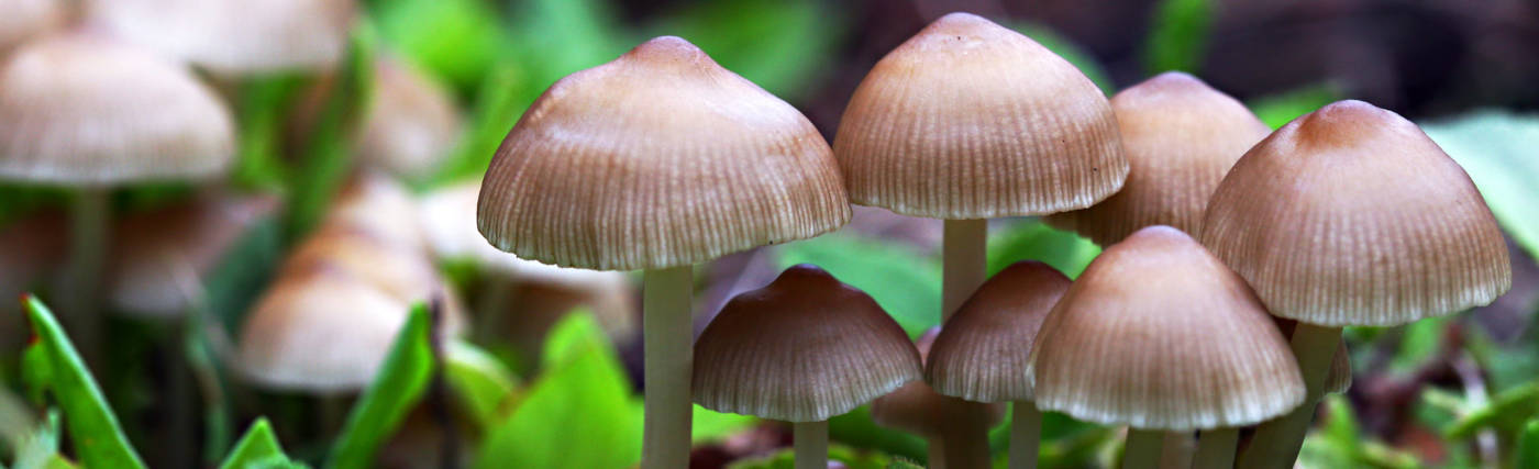 Calliope’s photo of baby mushrooms