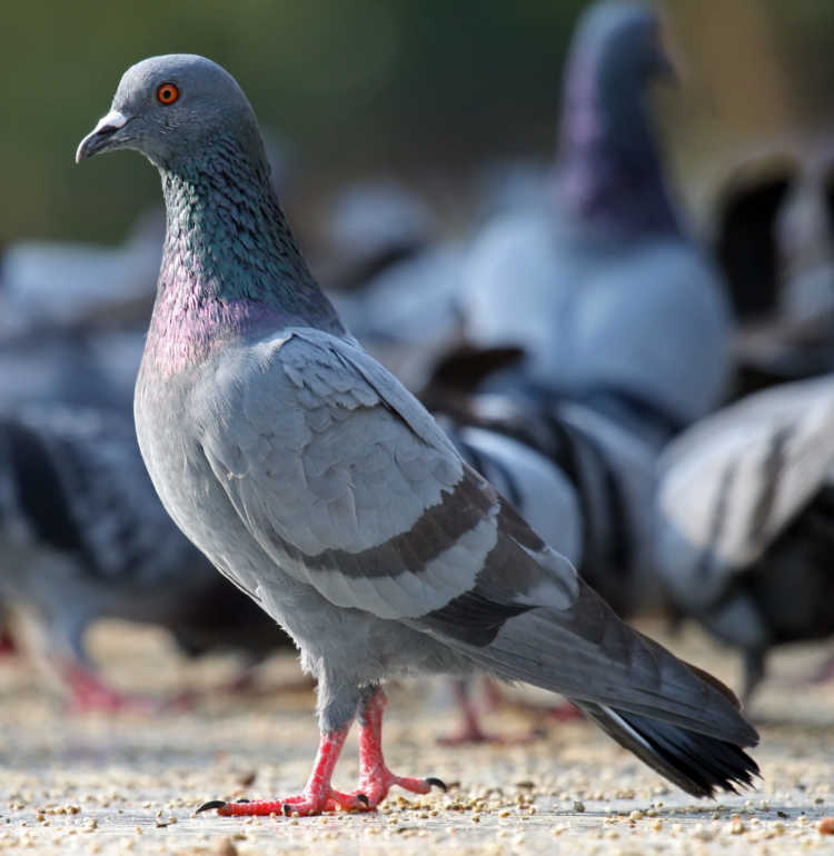 Muhammad Mahdi Karim‘s photo of Rock Pigeon, Columba livia, Bangalore India